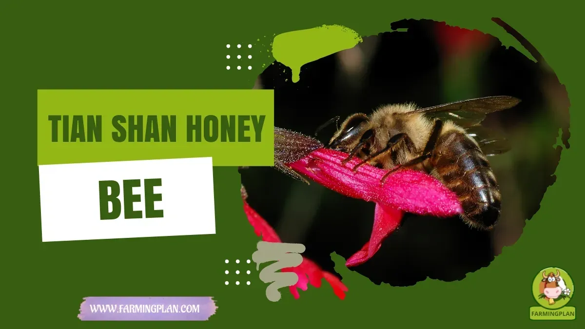 Tian Shan Honey Bee characteristics, agricultural utility and breed care guide