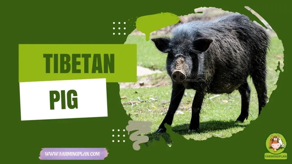 Tibetan Pig characteristics, agricultural utility and breed care guide
