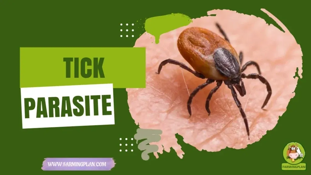Ticks characteristics, agricultural utility and breed care guide