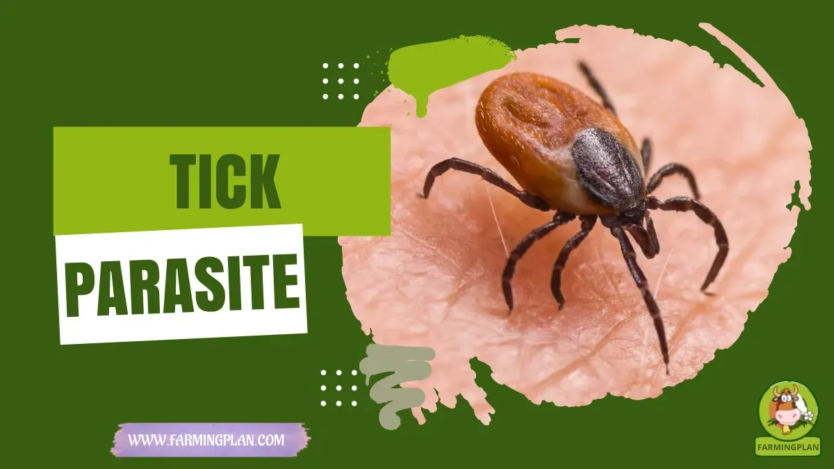 Ticks - Farming & Breed Profile Ticks characteristics, agricultural utility and breed care guide