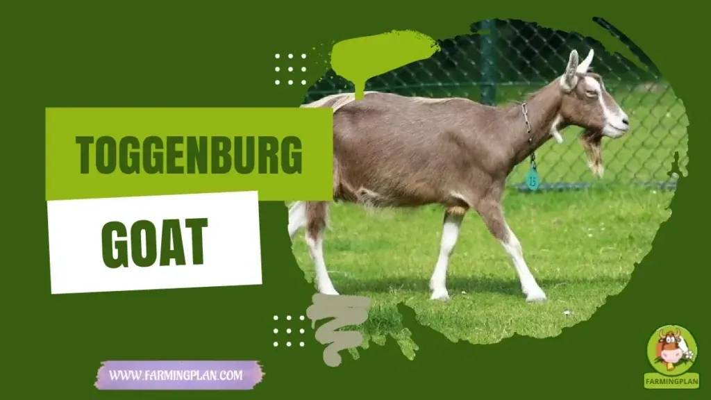 Toggenburg Goat characteristics, agricultural utility and breed care guide