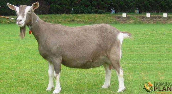 Toggenburg Goat