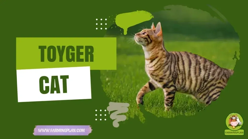 Toyger Cat characteristics, agricultural utility and breed care guide
