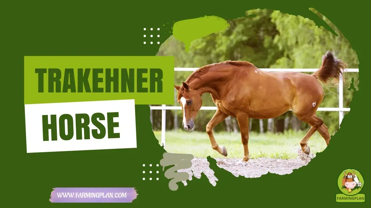 Trakehner Horse - Farming & Breed Profile Trakehner Horse characteristics, agricultural utility and breed care guide