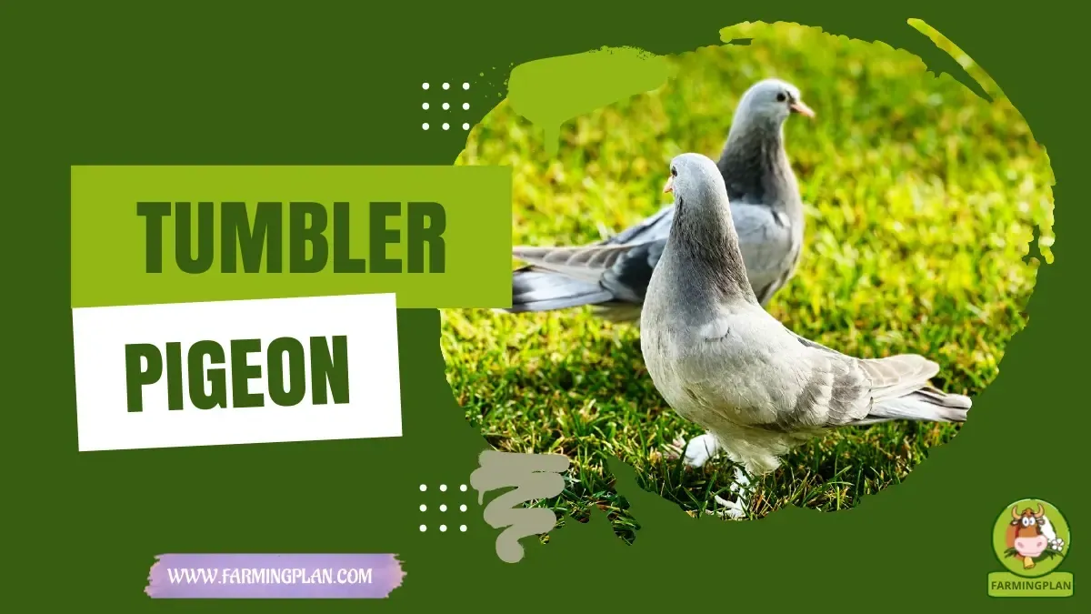 Tumbler Pigeon characteristics, agricultural utility and breed care guide