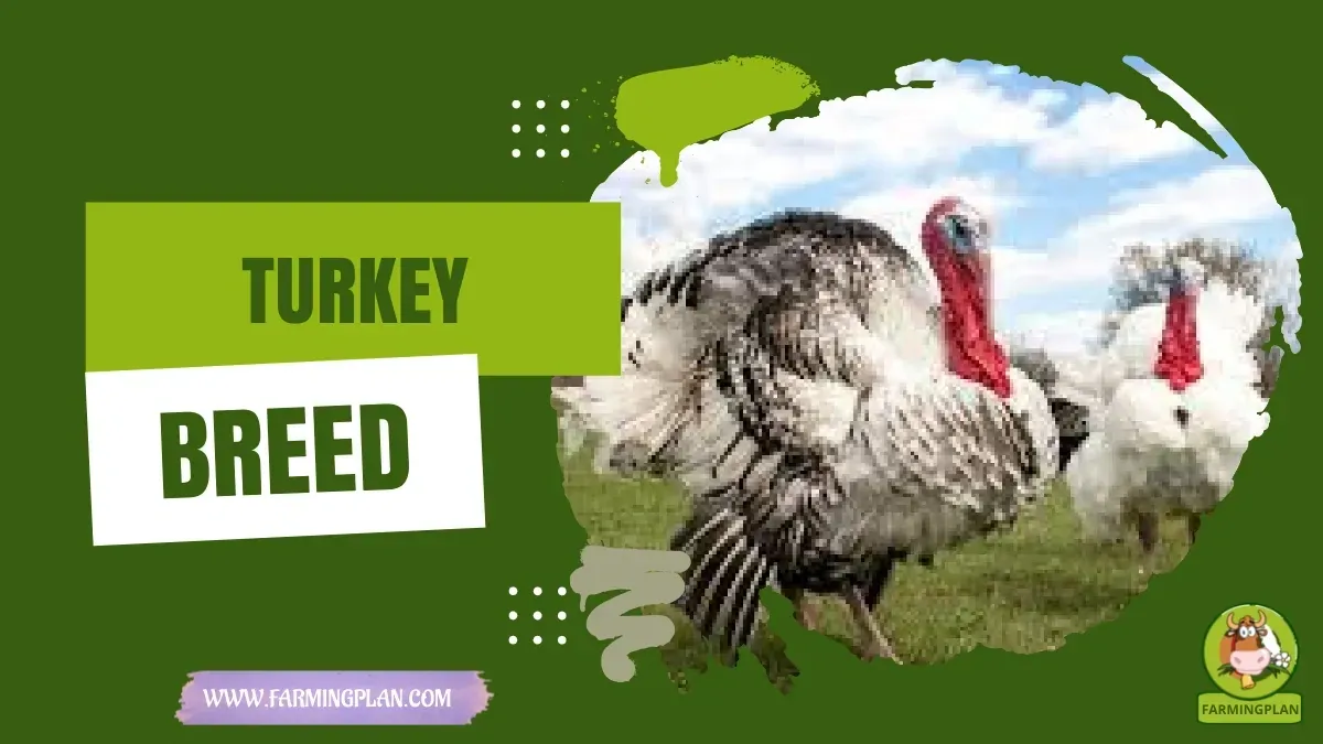 Turkey Breed characteristics, agricultural utility and breed care guide