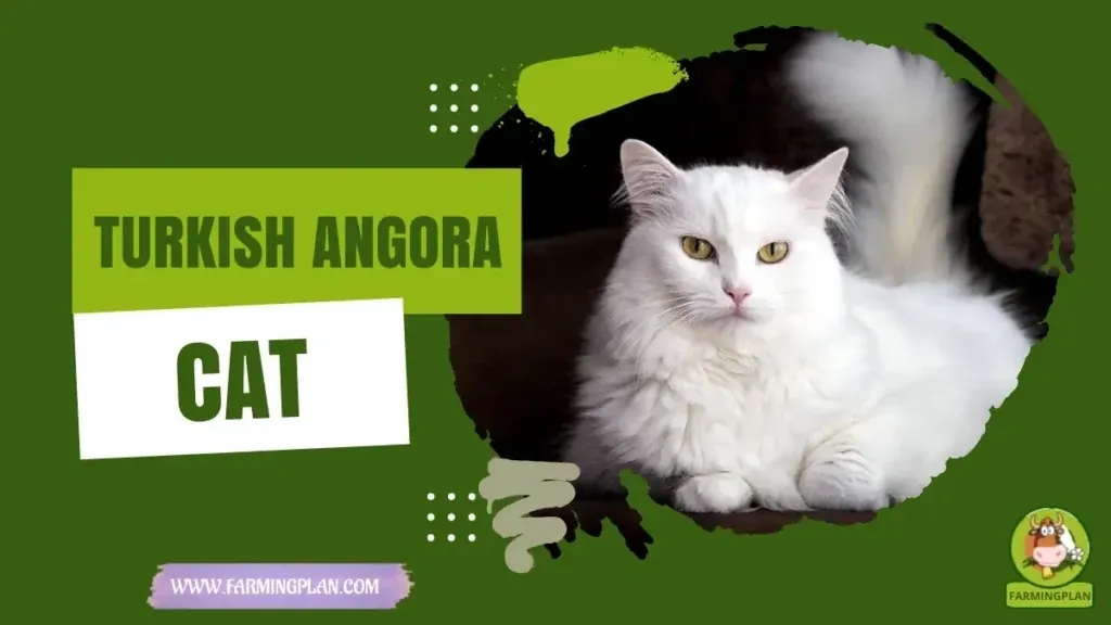 Turkish Angora Cat characteristics, agricultural utility and breed care guide