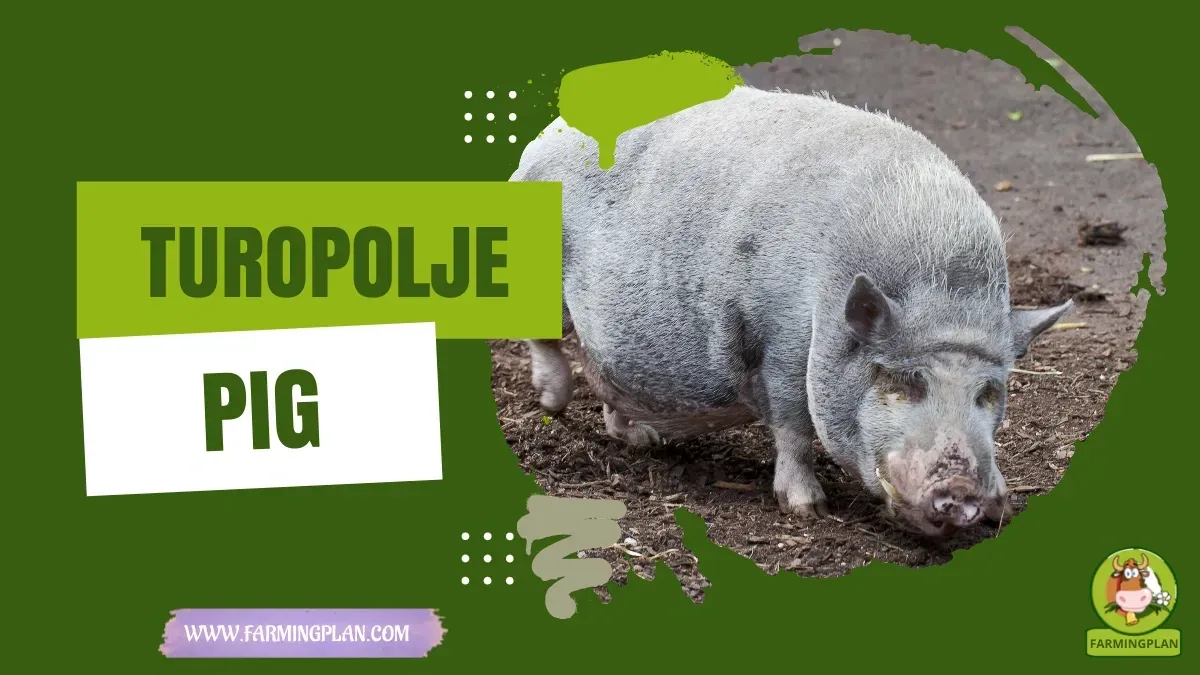 Turopolje Pig characteristics, agricultural utility and breed care guide
