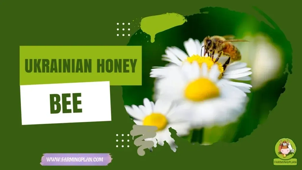 Ukrainian Honey Bee characteristics, agricultural utility and breed care guide