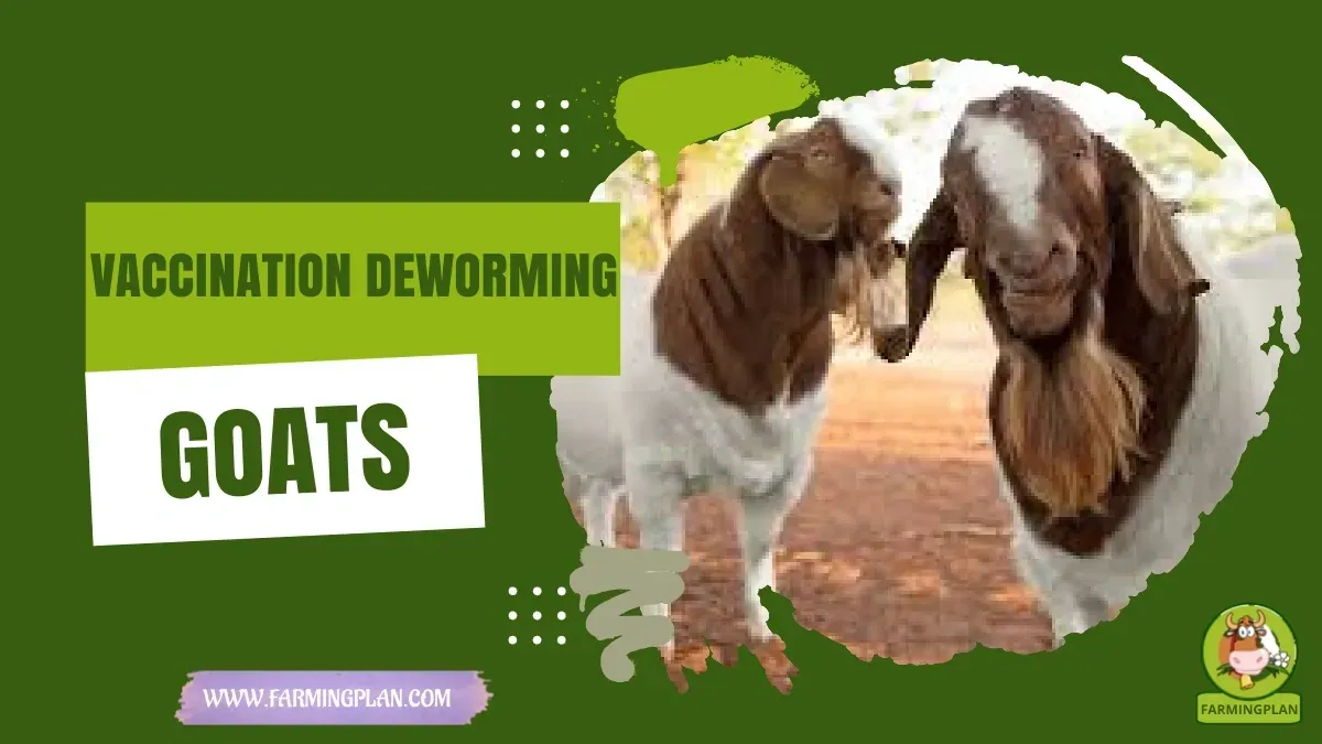 Goat Vaccination & Deworming Schedule - Farming & Breed Profile vaccination deworming goats