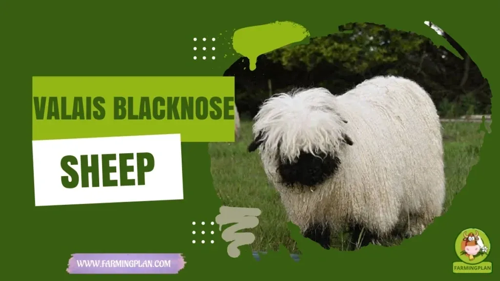 Adorable Valais Blacknose Sheep characteristics, agricultural utility and breed care guide