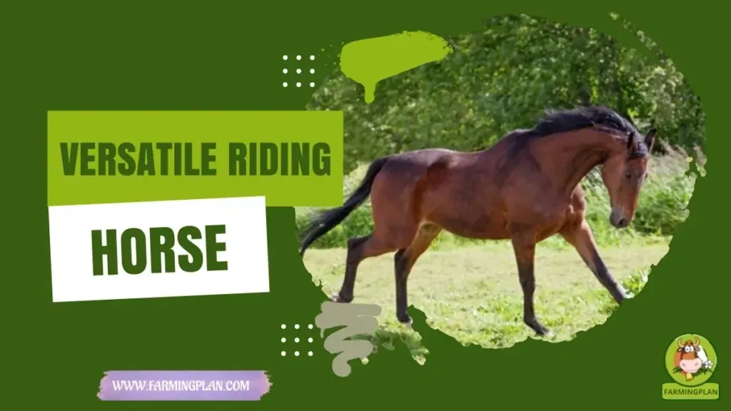 Versatile Riding Horse characteristics, agricultural utility and breed care guide