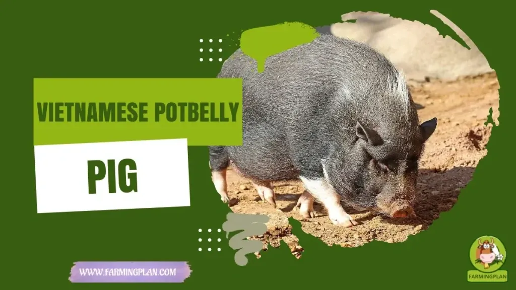 vietnamese potbelly Pig