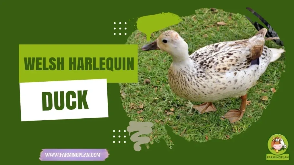 Welsh Harlequin Duck characteristics, agricultural utility and breed care guide
