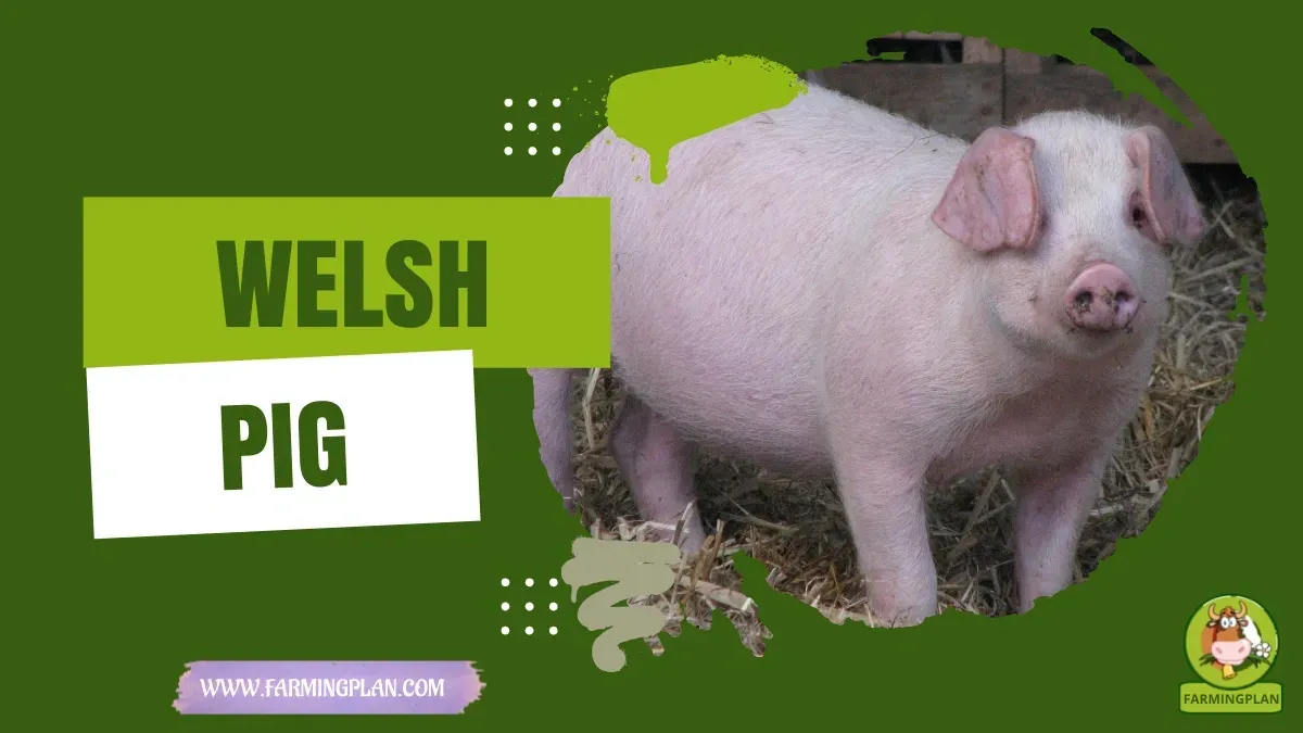 Welsh Pig characteristics, agricultural utility and breed care guide