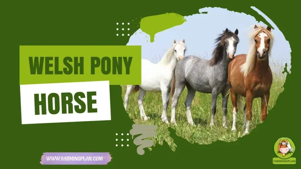 Welsh Pony Horse characteristics, agricultural utility and breed care guide