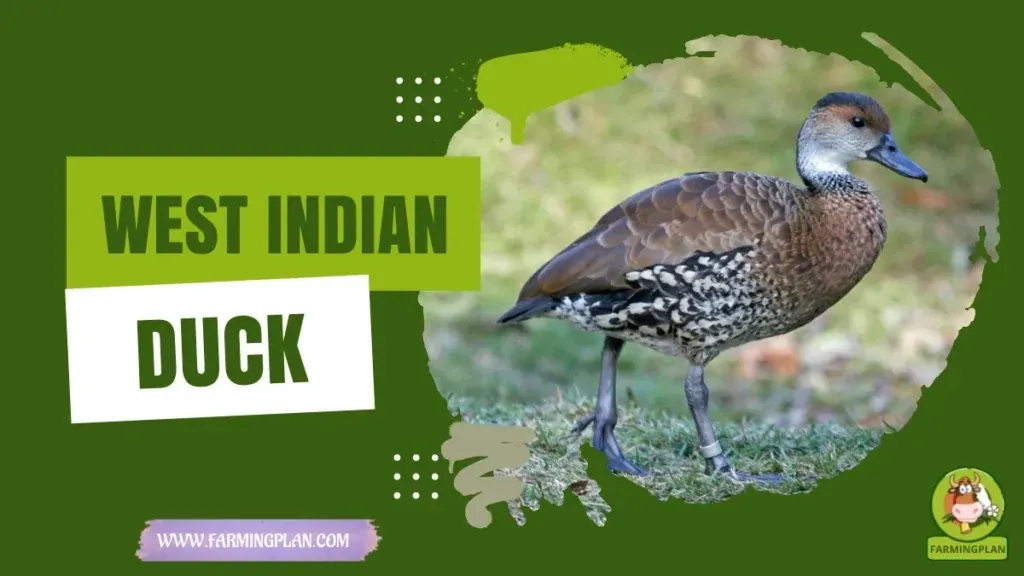West Indian Duck characteristics, agricultural utility and breed care guide
