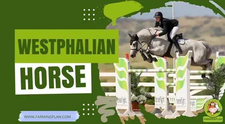 Westphalian Horse Farming Made Easy characteristics, agricultural utility and breed care guide