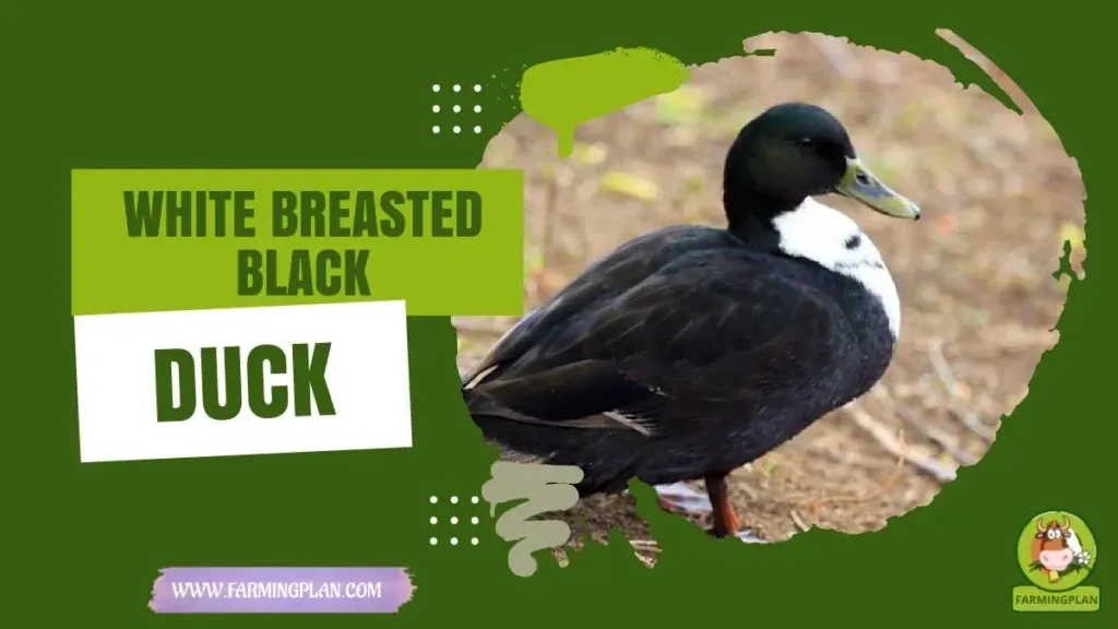 White-breasted black Duck - Farming & Breed Profile White-breasted black Duck
