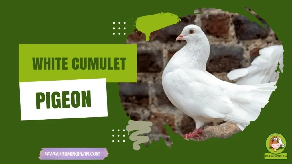 A White Cumulet Pigeon characteristics, agricultural utility and breed care guide
