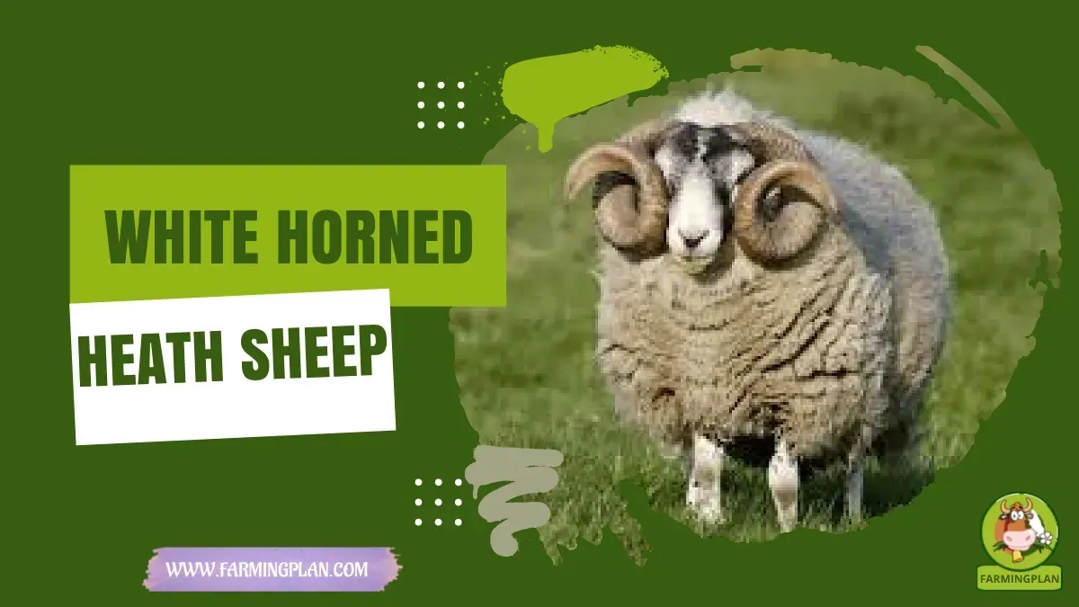 White Horned Heath Sheep - Farming & Breed Profile white horned heath sheep