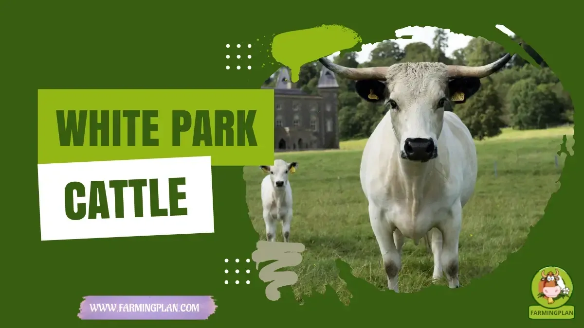 White Park Cattle - Farming & Breed Profile White Park Cattle characteristics, agricultural utility and breed care guide