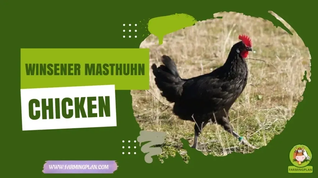 Winsener Masthuhn Chicken characteristics, agricultural utility and breed care guide