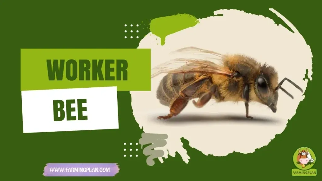 Worker Bee characteristics, agricultural utility and breed care guide