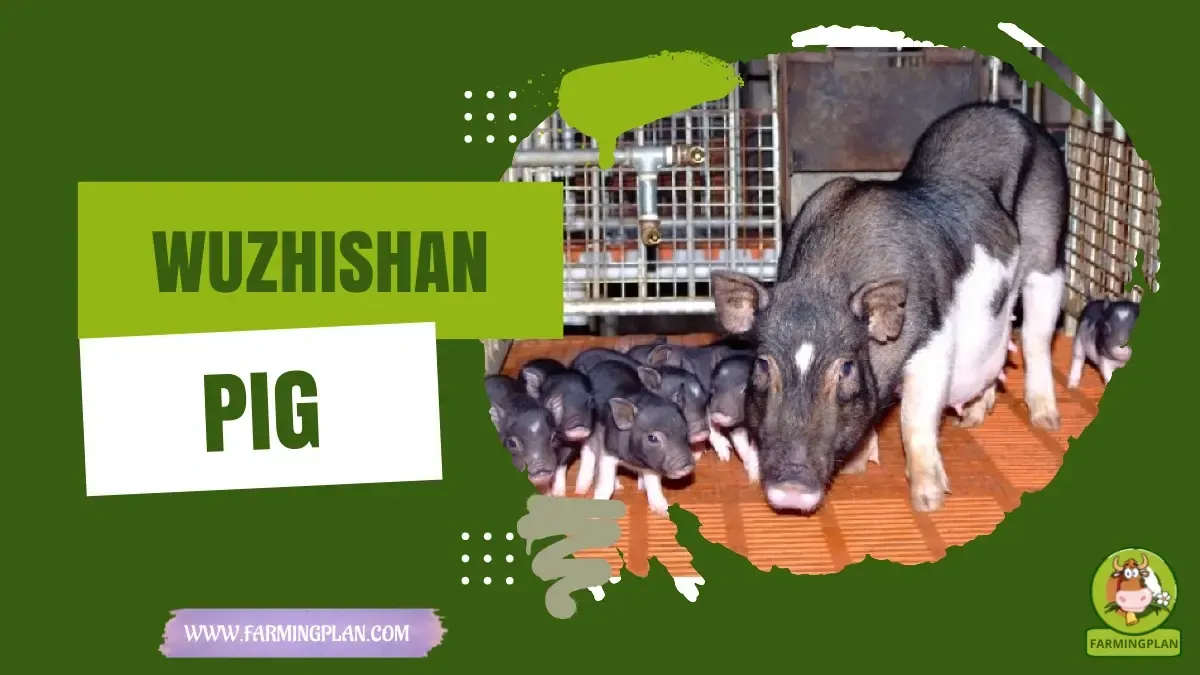 Wuzhishan Pig - Farming & Breed Profile Wuzhishan Pig characteristics, agricultural utility and breed care guide