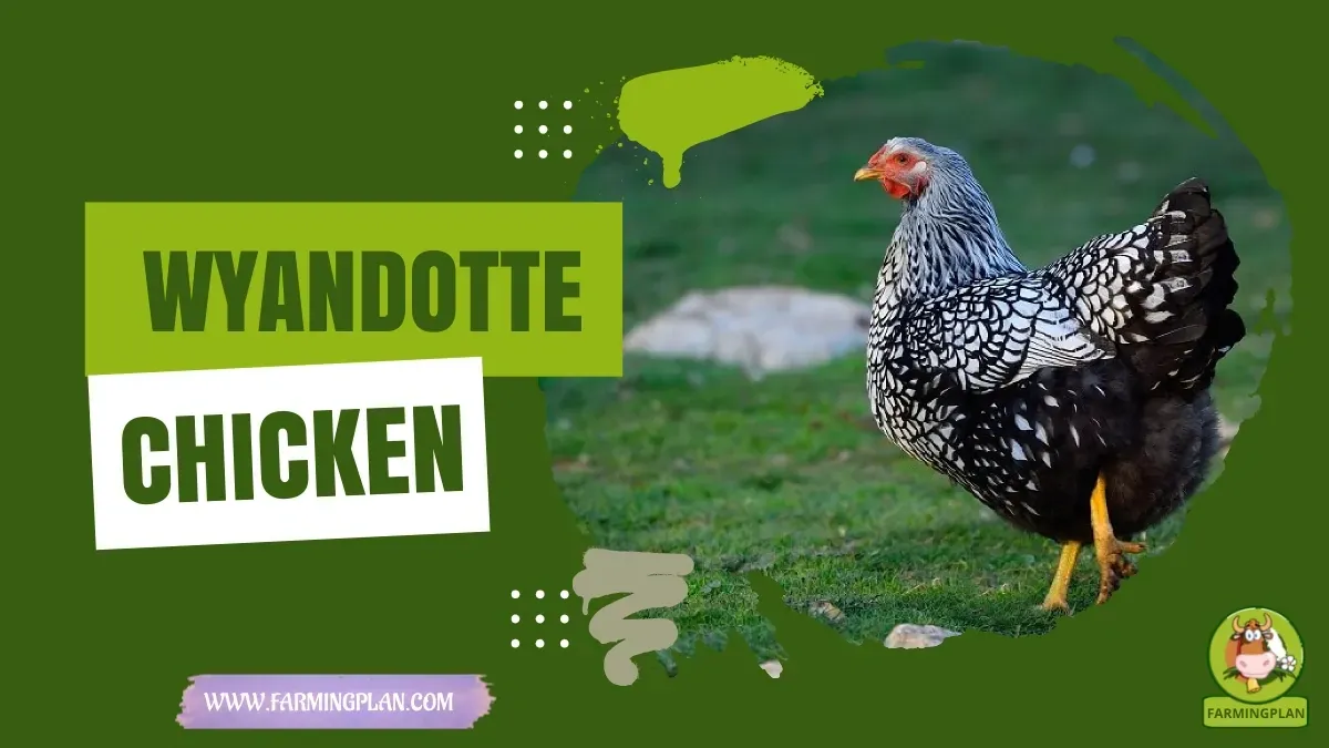 Wyandotte Chicken characteristics, agricultural utility and breed care guide