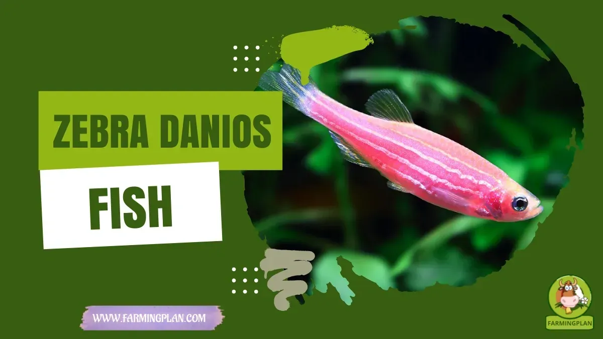 Zebra Danios - Farming & Breed Profile Zebra Danios characteristics, agricultural utility and breed care guide