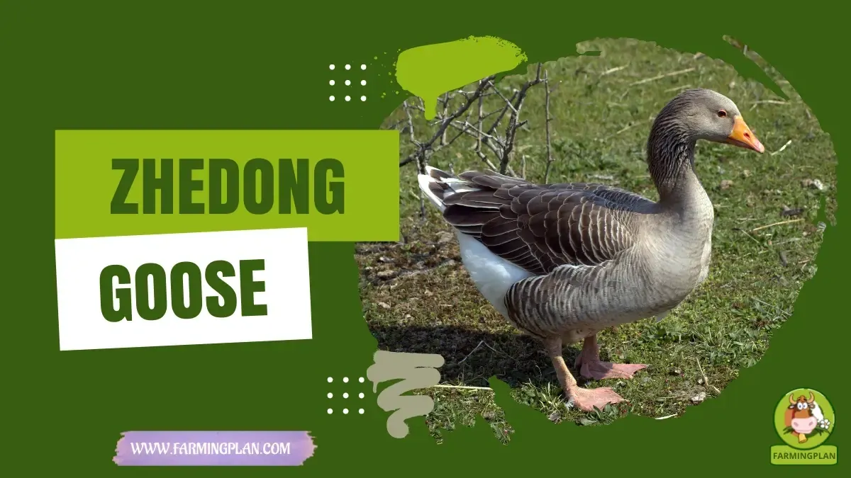 Zhedong Goose characteristics, agricultural utility and breed care guide