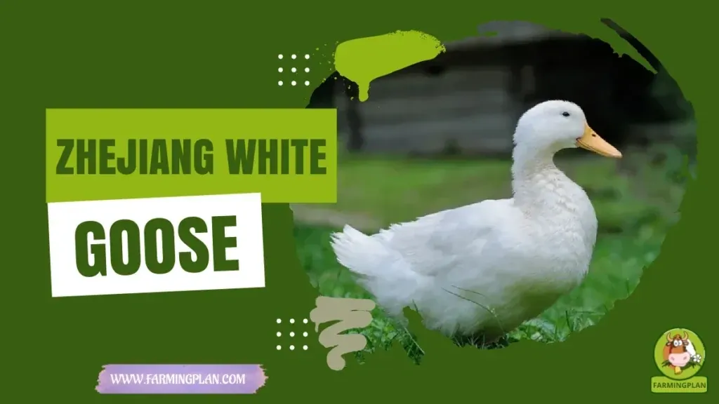 Zhejiang White Goose - Farming & Breed Profile Zhejiang White Goose characteristics, agricultural utility and breed care guide