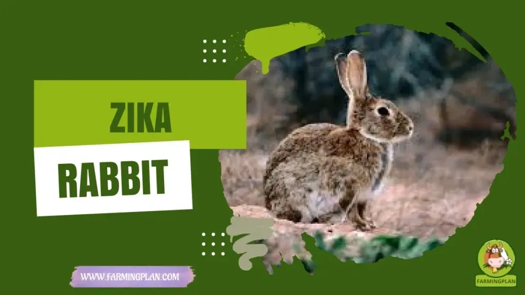 Zika Rabbit characteristics, agricultural utility and breed care guide